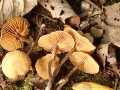 Naucoria escharioides