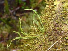 Stenogrammitis jamesonii