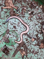 Scelotes mossambicus