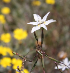 Moraea viscaria