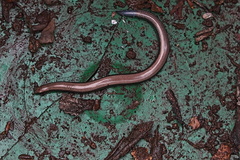 Scelotes mossambicus