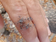 Prociphilus fraxinifolii