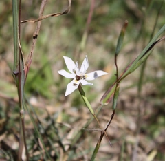 Moraea viscaria