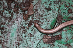 Scelotes mossambicus