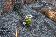 Aster spathulifolius
