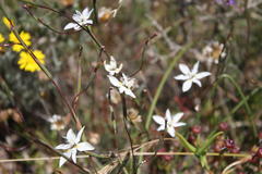 Moraea viscaria