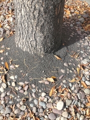 Prociphilus fraxinifolii