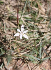 Moraea viscaria