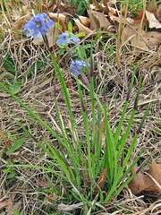 Sisyrinchium mucronatum