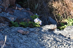 Aster spathulifolius