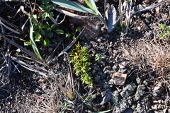 Salsola komarovii