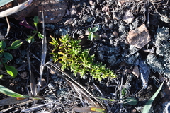 Salsola komarovii
