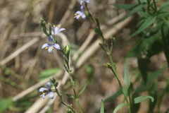 Carlowrightia parviflora