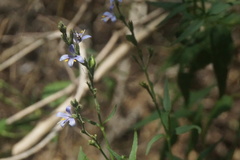 Carlowrightia parviflora