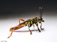 Acyphoderes aurulenta