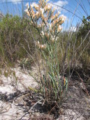 Limonium longifolium