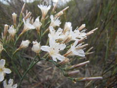 Limonium longifolium