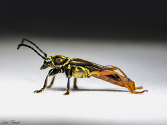 Acyphoderes aurulenta