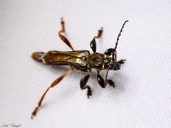 Acyphoderes aurulenta