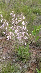 Penstemon australis