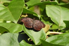 Camptopleura auxo