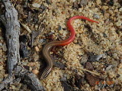 Vanzosaura multiscutata