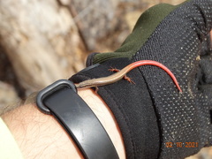 Vanzosaura multiscutata