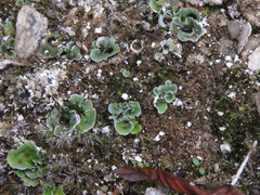 Solorina saccata