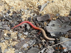 Vanzosaura multiscutata
