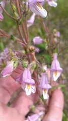 Penstemon australis