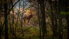 Equus ferus przewalskii