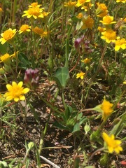 Trifolium gracilentum