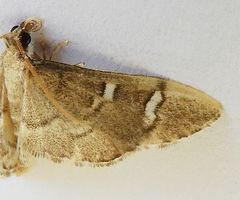 Desmia desmialis