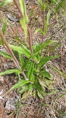 Penstemon australis