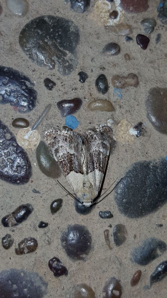 Metoponrhis