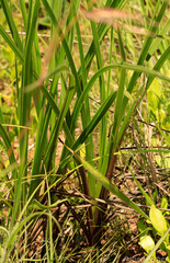 Hypoxis ludwigii