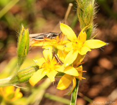 Hypoxis ludwigii