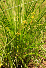 Hypoxis ludwigii