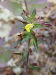Pedicularis labradorica
