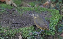 Grallaria haplonota