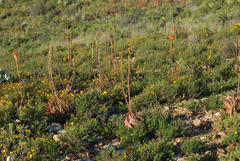 Aloe microstigma microstigma