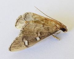Desmia desmialis