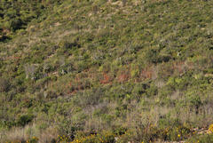 Aloe microstigma microstigma