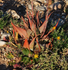 Aloe microstigma microstigma
