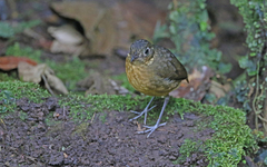 Grallaria haplonota