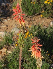 Aloe microstigma microstigma