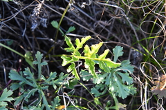 Kitagawia terebinthacea