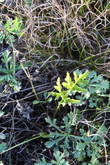 Kitagawia terebinthacea