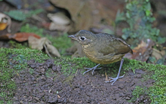 Grallaria haplonota