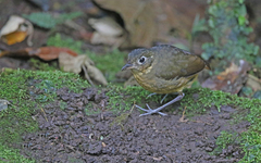 Grallaria haplonota